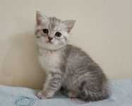 British Shorthair Blu golden Macho