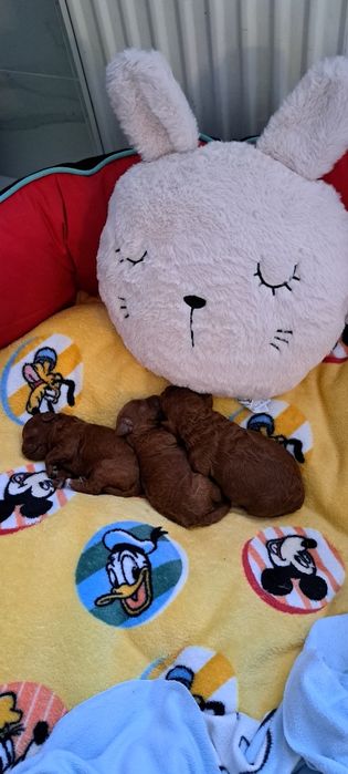 Pudelki Toy Red odbiór 22 -23 grudzień 2025