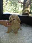Maltipoo - piesek biszkoptowy