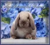 Piękny Królik Mini Lop - SALLANDER