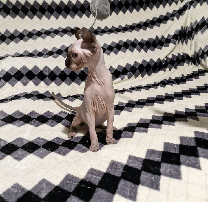 Мальчик. Порода Эльф.