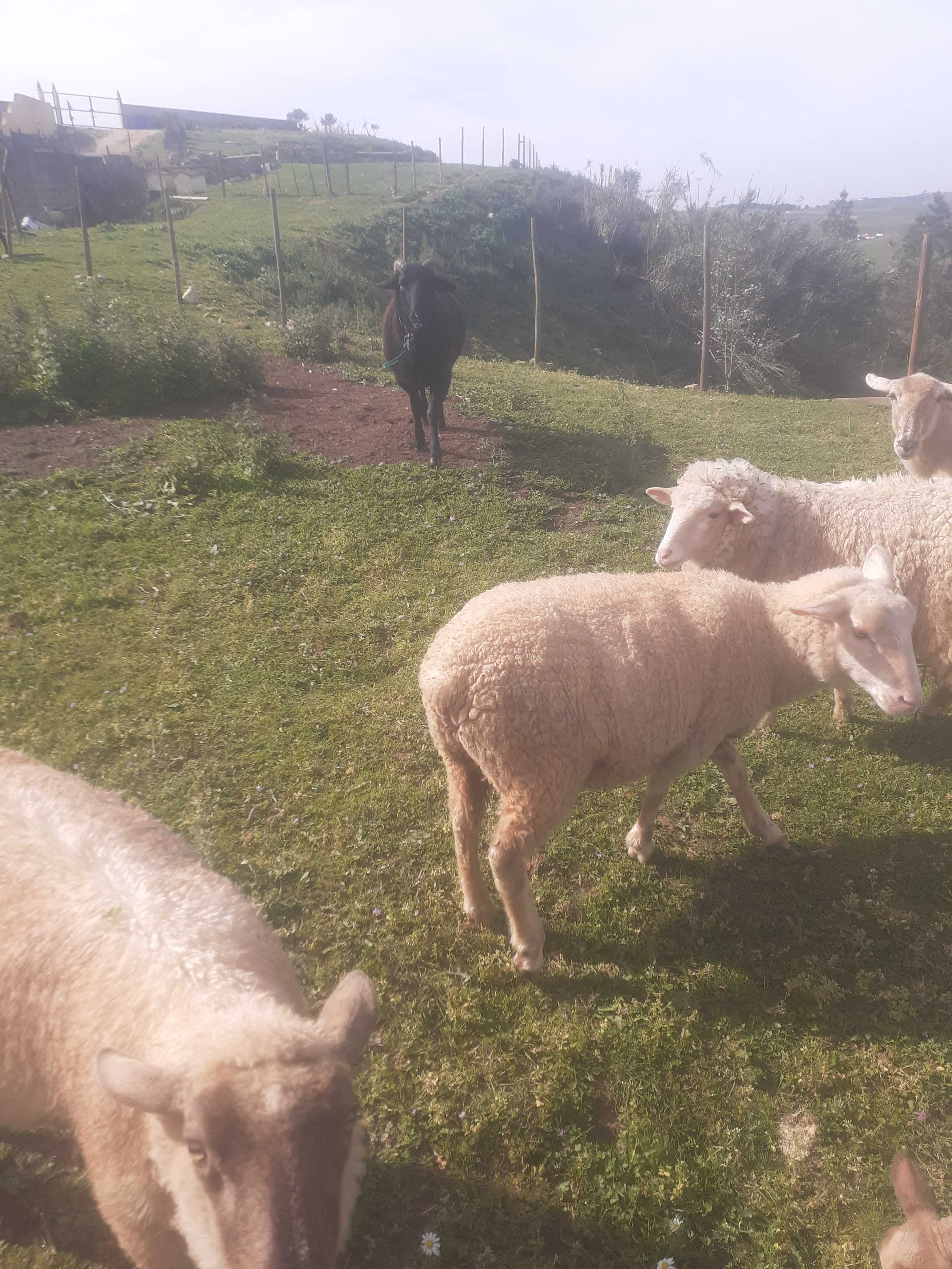 borregos muito bem tratados criadas em pastagem natural