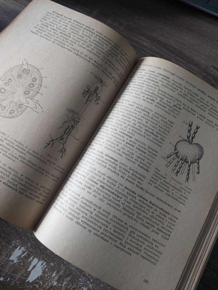 Anatomia i fizjologia człowieka Bogusław Gołąb 1981