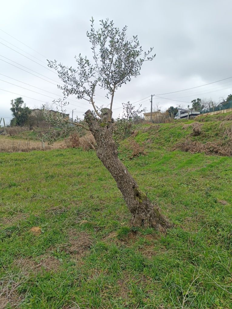 Oliveiras Centenárias para jardim