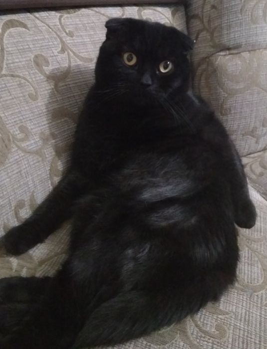 В'язка димчатий чорний