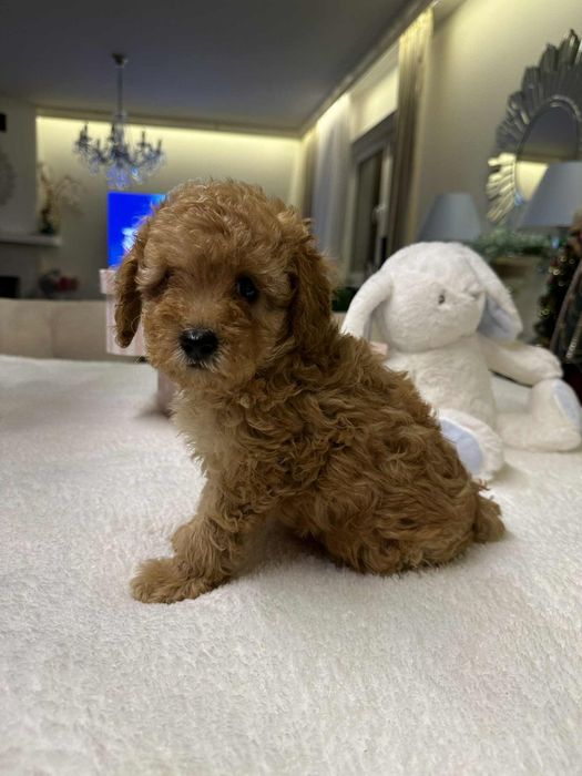 Przesliczny chlopiec Pudel miniatura płowy