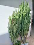 Cacto-candelabro