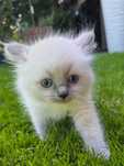 Przepiękny Ragdoll BLUE ColorpointT - FPL/FIFE - Śląsk