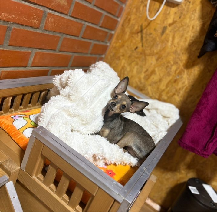 Пропоную міні той терʼєра підросток