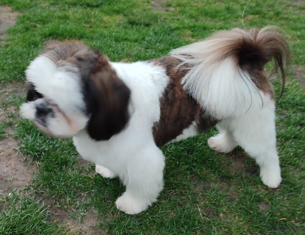 Reproduktor shihtzu