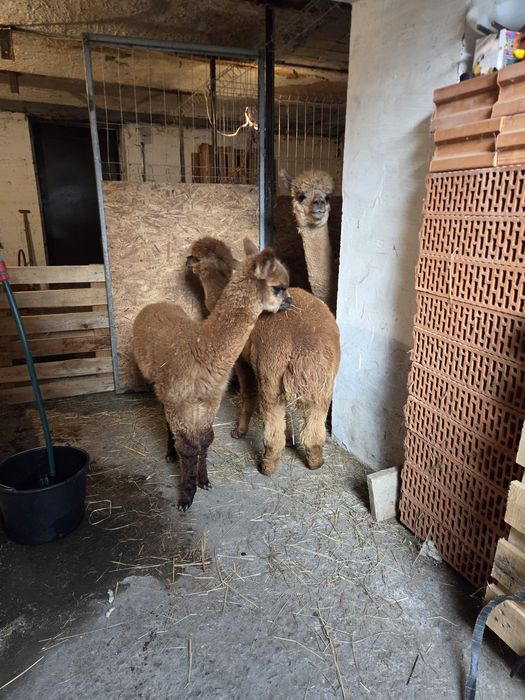 Alpaki Samice I Samczyk