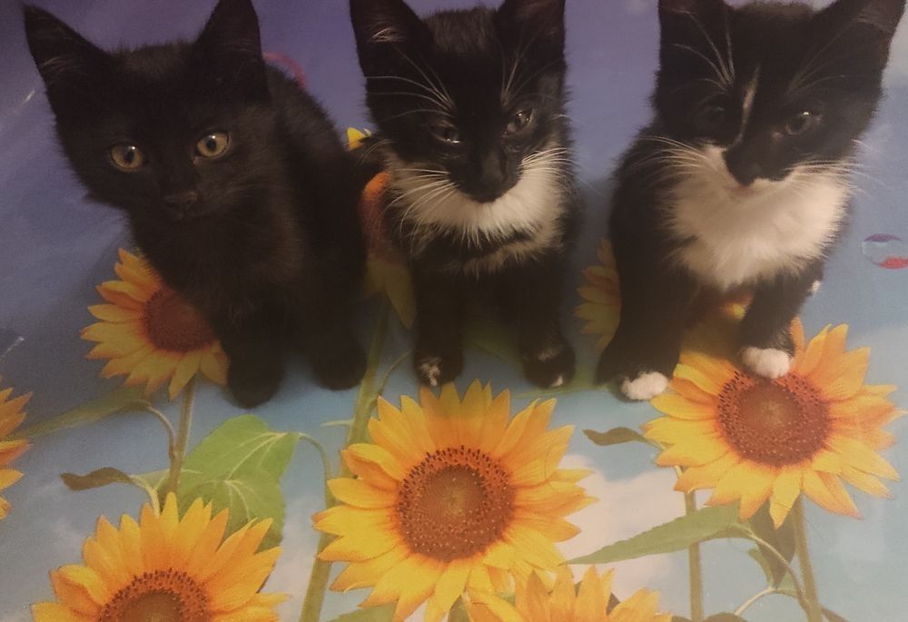 Кошенята в добрі руки та люблячі родини