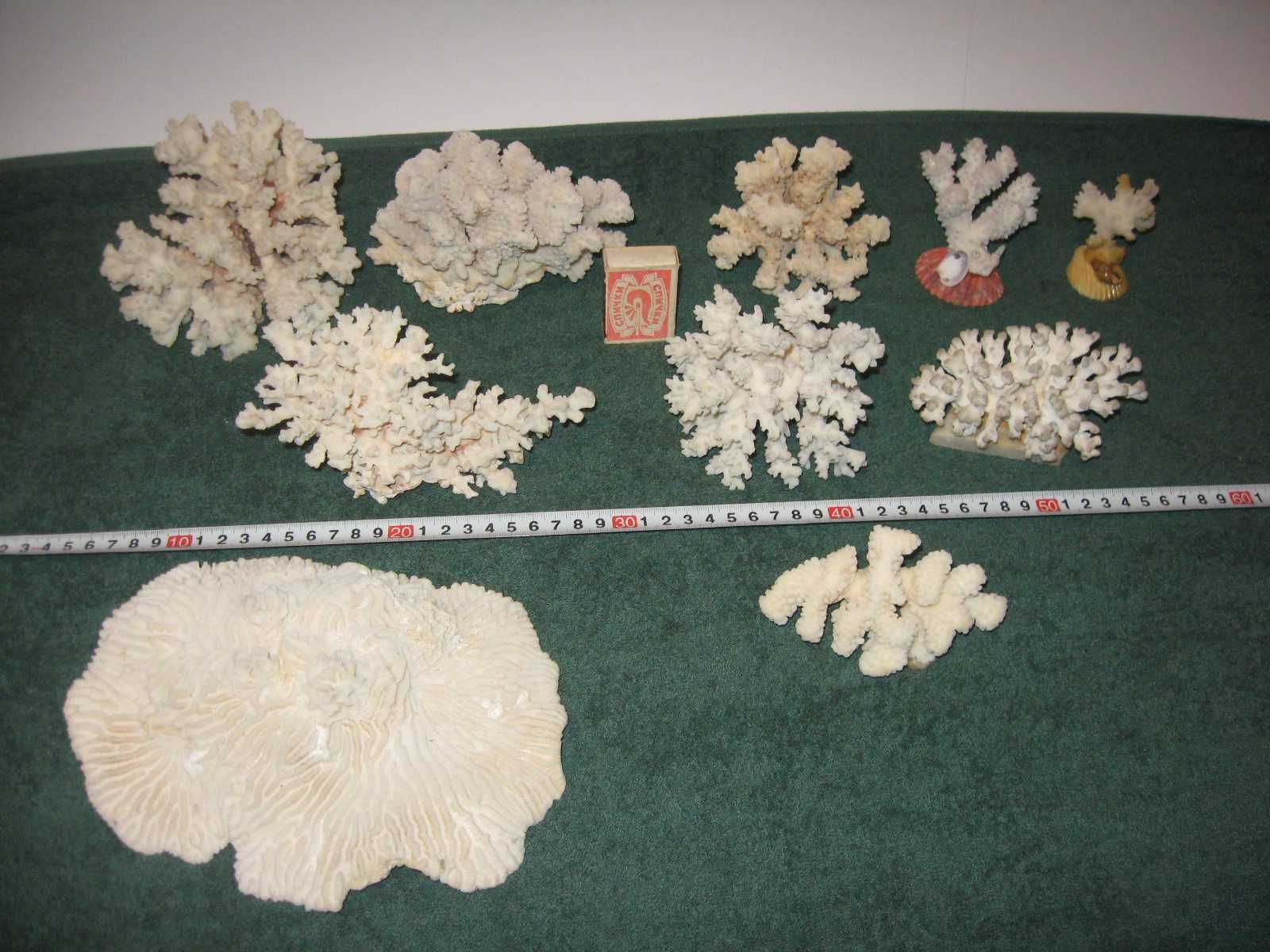 Коралл натуральный белый морской