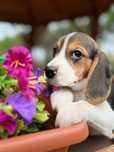 Piękna sunia Beagle z Rodowodem