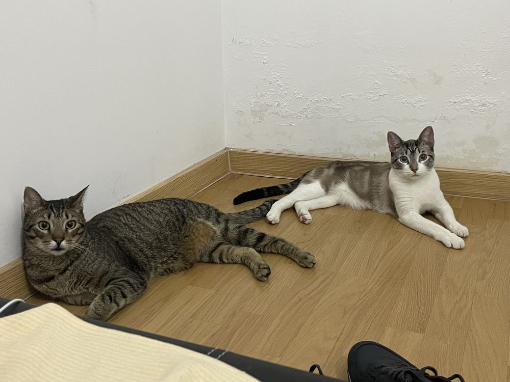 Adoção Responsável Gato
