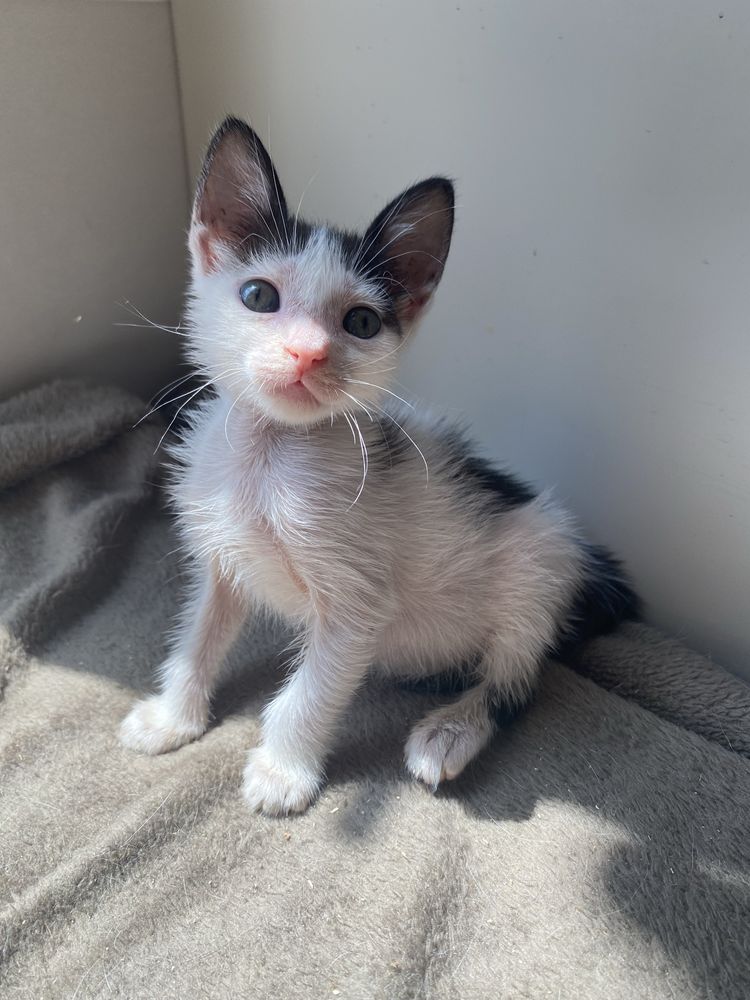 Gatinha para adoçao 2 meses e meio