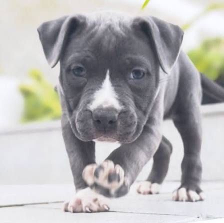 Cachorro American staff