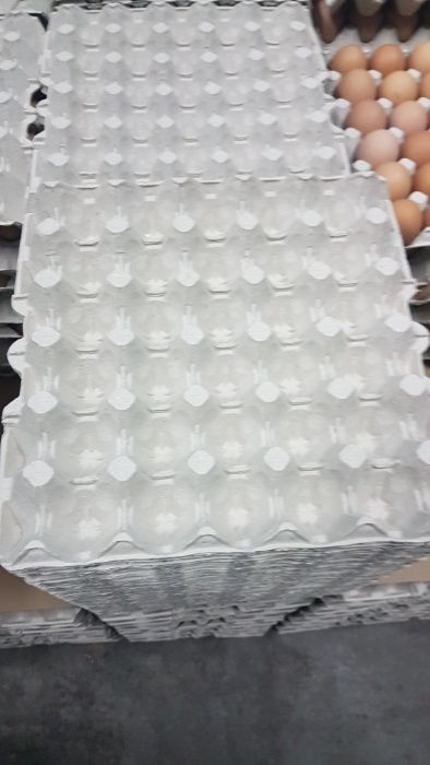 Wytłaczanki wytłoczki pudełka papki opakowania do jaj 10gr szt