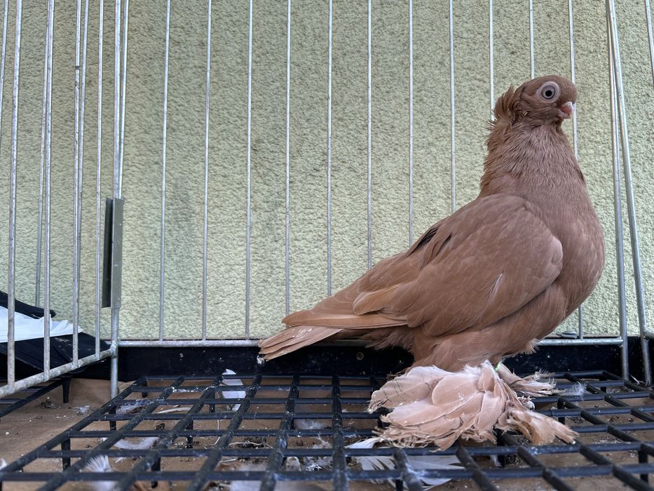 Gołębie ozdobne. Wywrotek mazurski samczyk 2025r