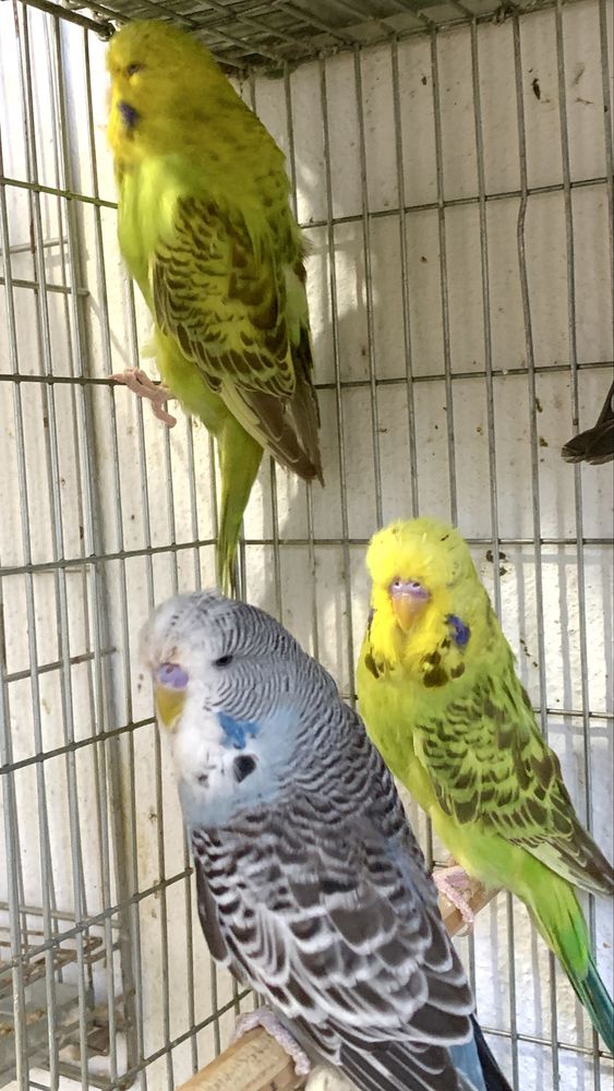 Caturras , piriquitos ingles , agapornis longfeathers , rolas brancas