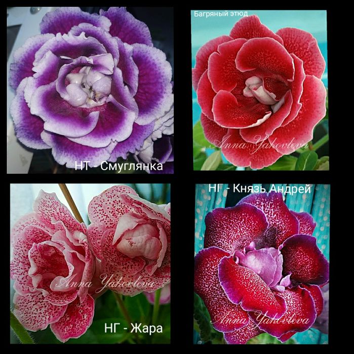 Глоксинии сортовые, клубни