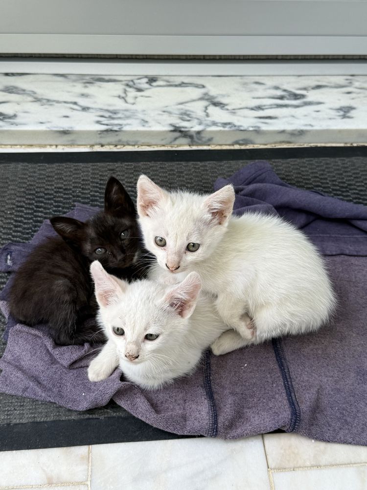 Dou 4 gatinhos, 3 brancos e 1 preto