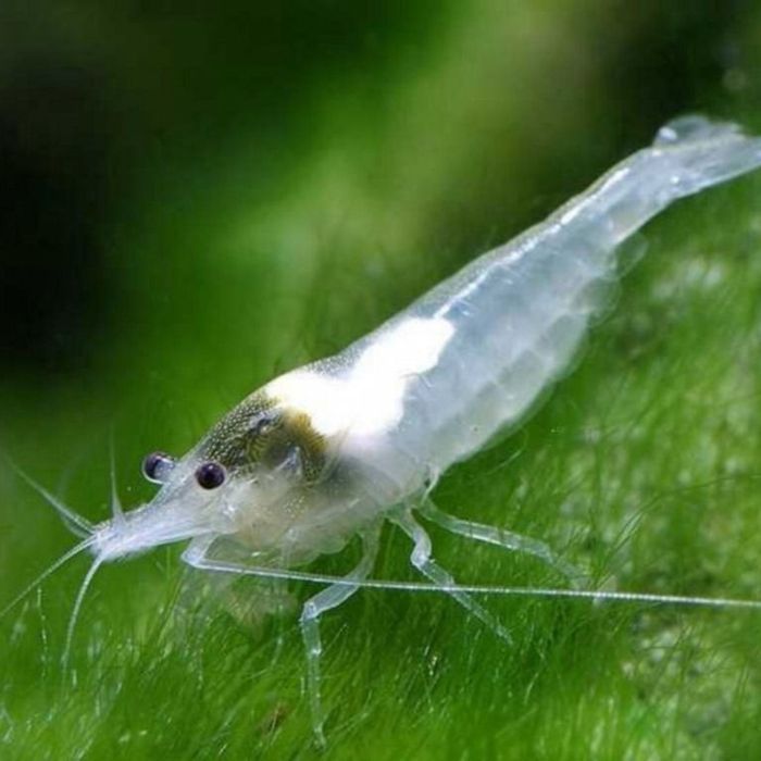 Camarões Neocaridina