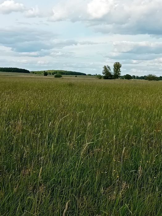 Siano Trawy Szlachetne 100zł . I słoma. Możliwość transportu