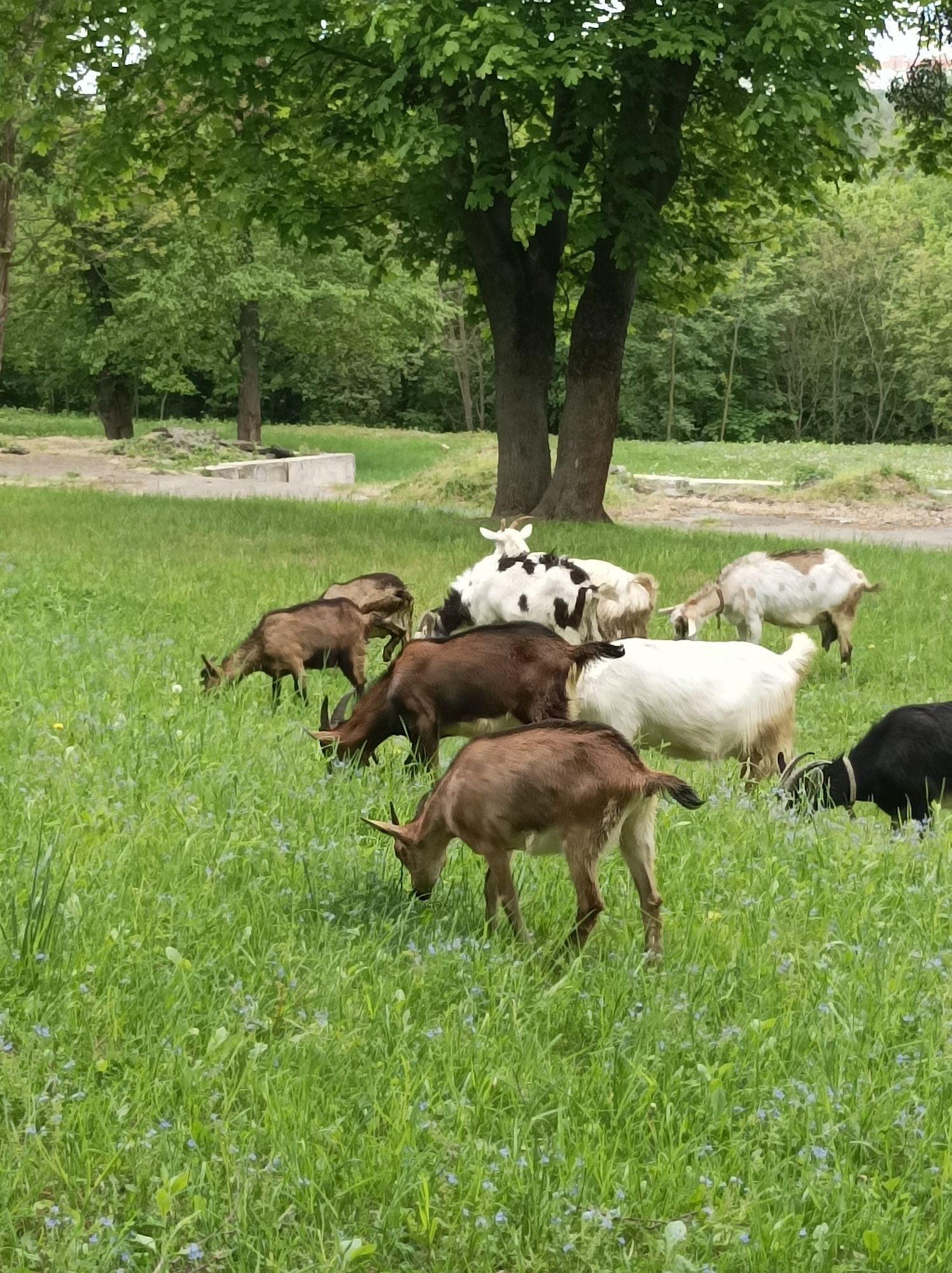 Продамо коз та козенят