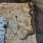 Heterodon zachodni