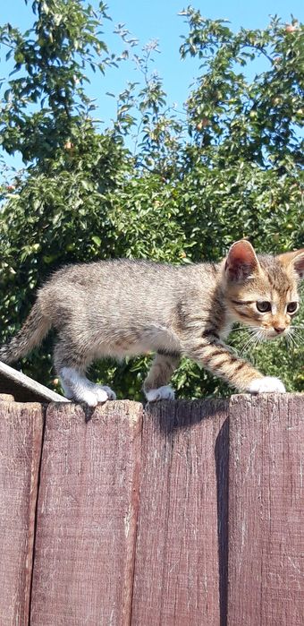 Котенята в добрі руки