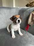 Jack Russell Terrier