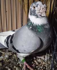 Gołębie Staropolskie ( piękny samczyk niebieski białolot 2018rok)