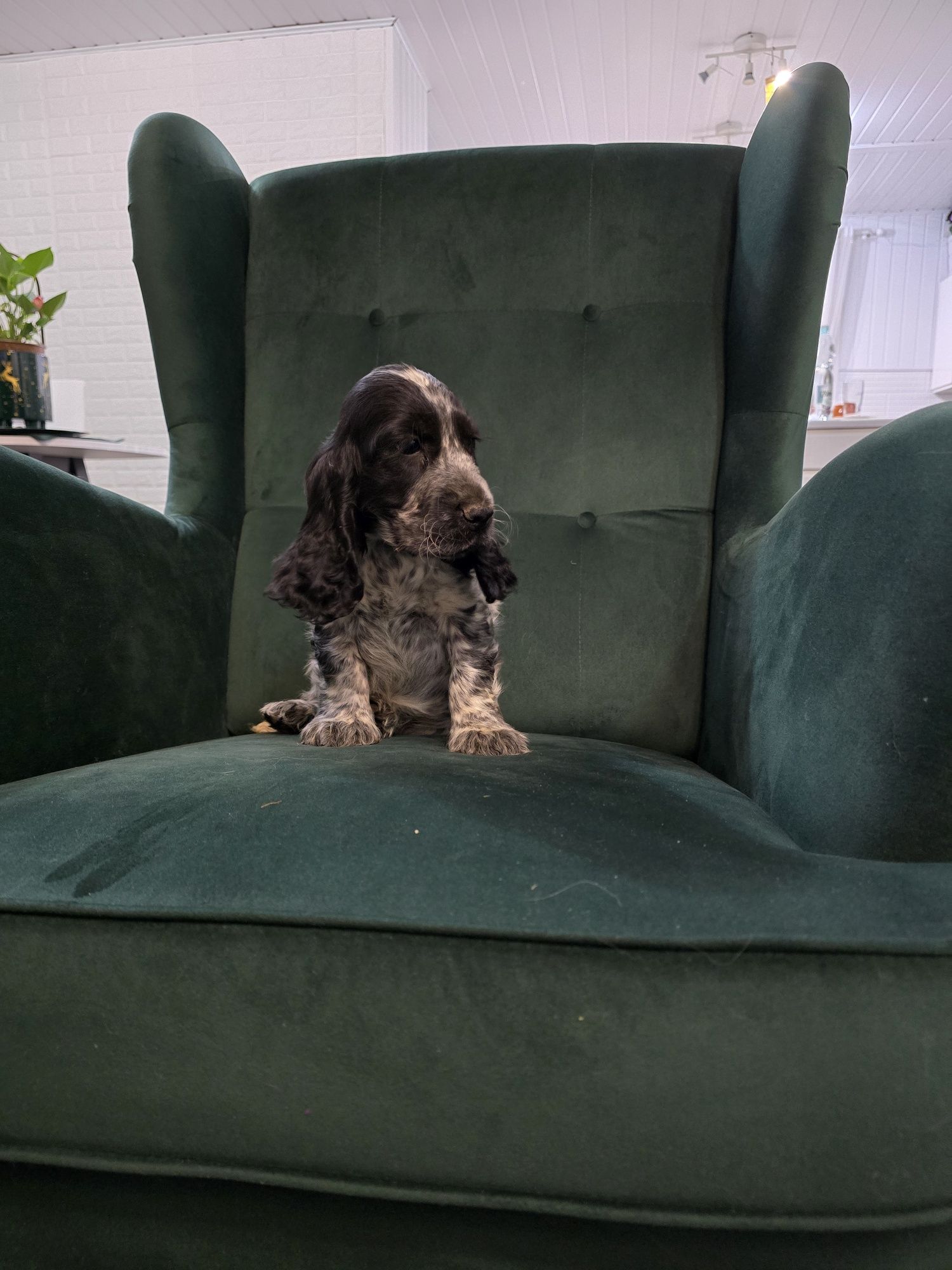 Cocker spaniel angielski piesek