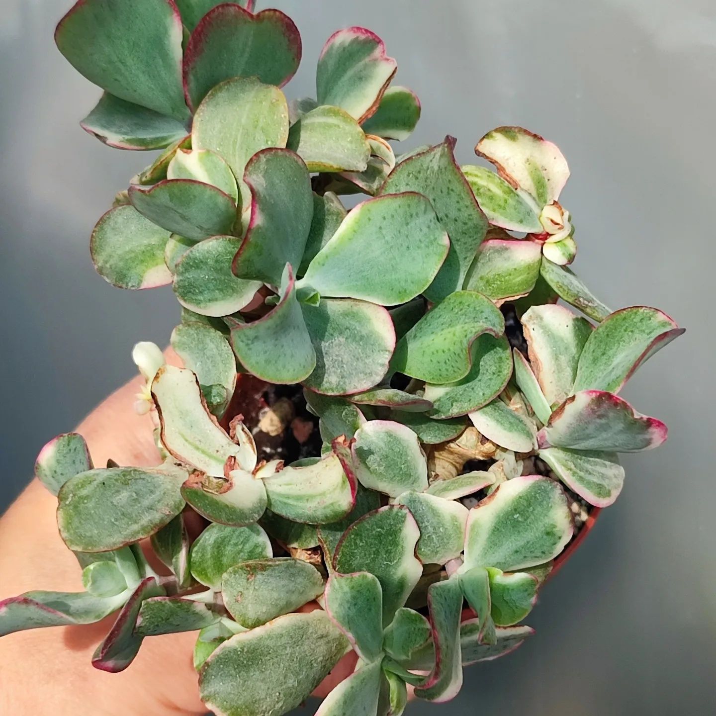 Crassula Curly Green variegata крассула курлі Грін варієгатна красула