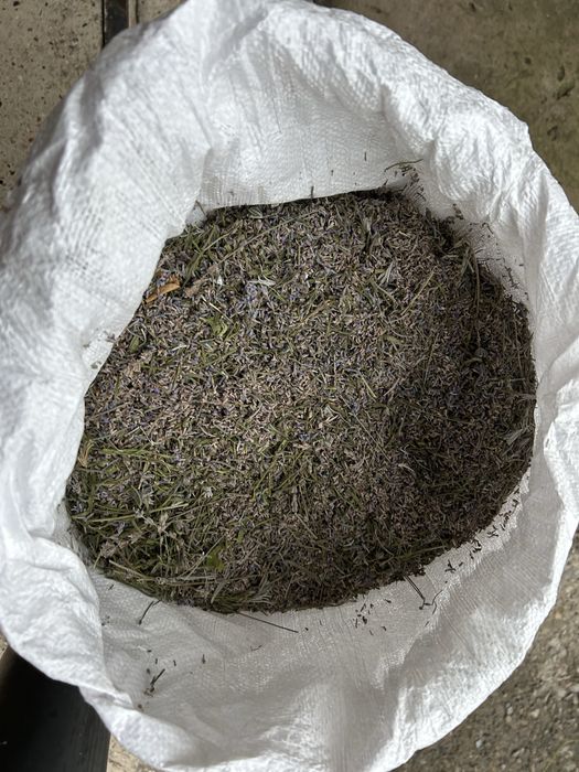 Лавандовий цвіт сушенний