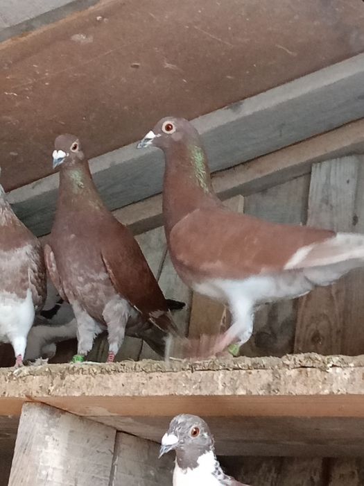 Gołębie pocztowe kolorowe