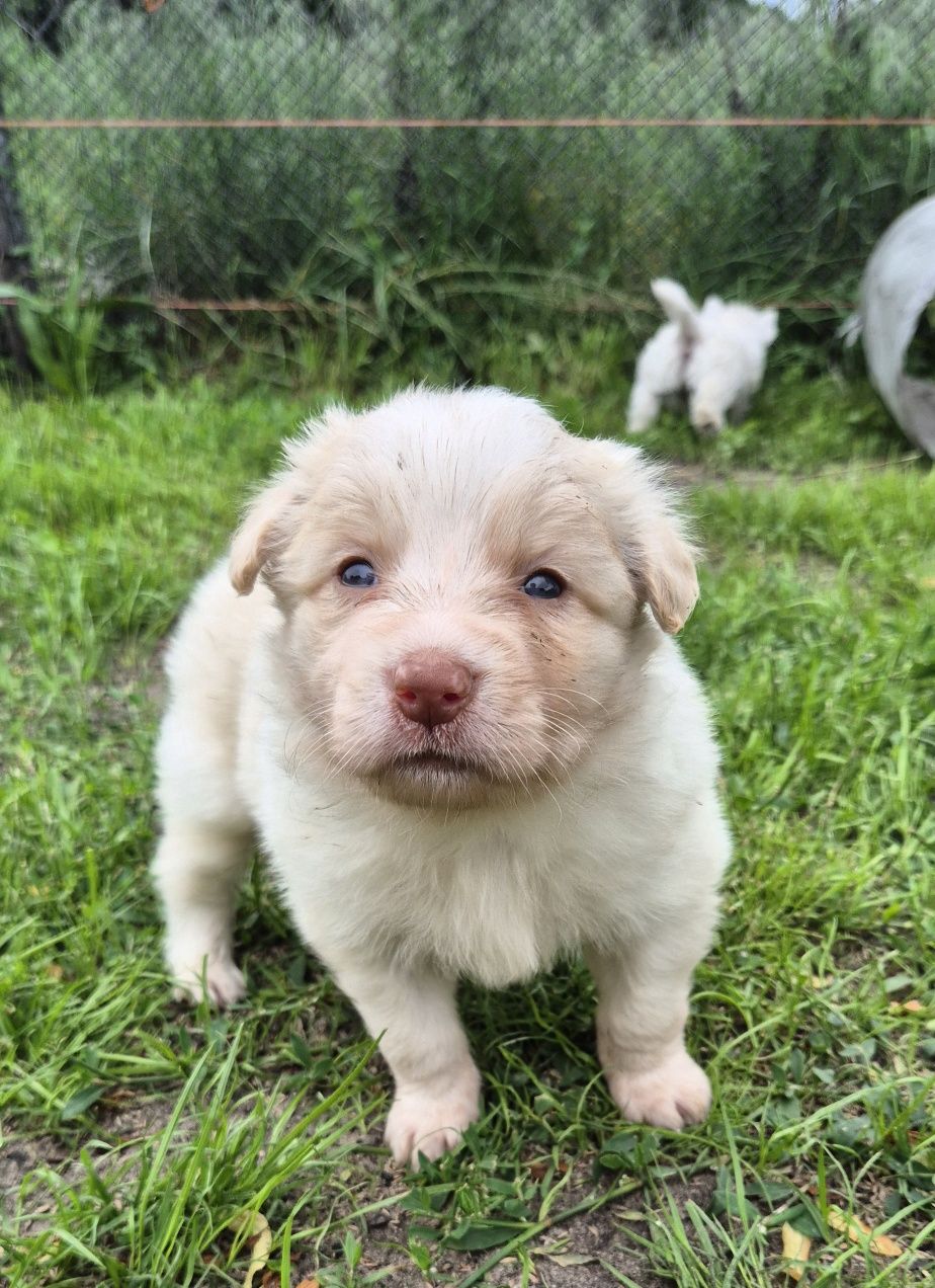 Border collie ee red