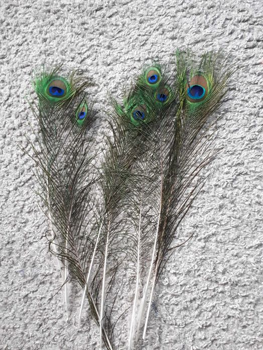 Pawie pióra piórka pawia  8szt. 35-45 cm