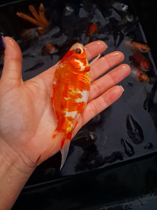 Lin kroczek 18-23cm Dostępny! Karp, Płoć, Amur