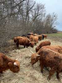 Highland Cattle szkockie bydło