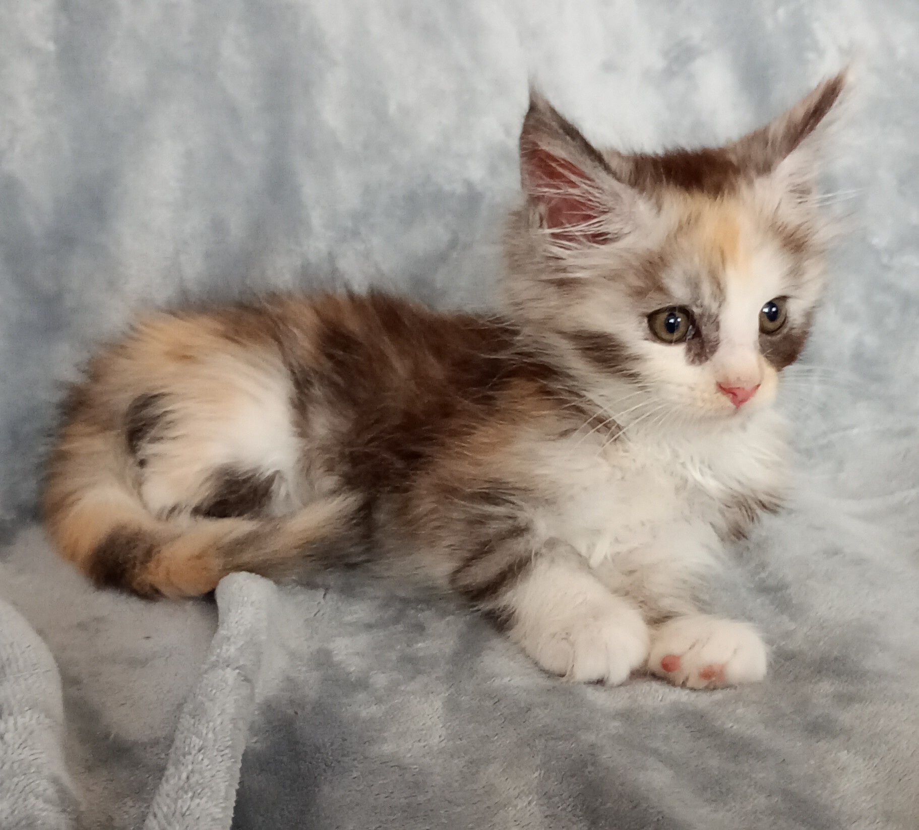 Kotka Maine coon