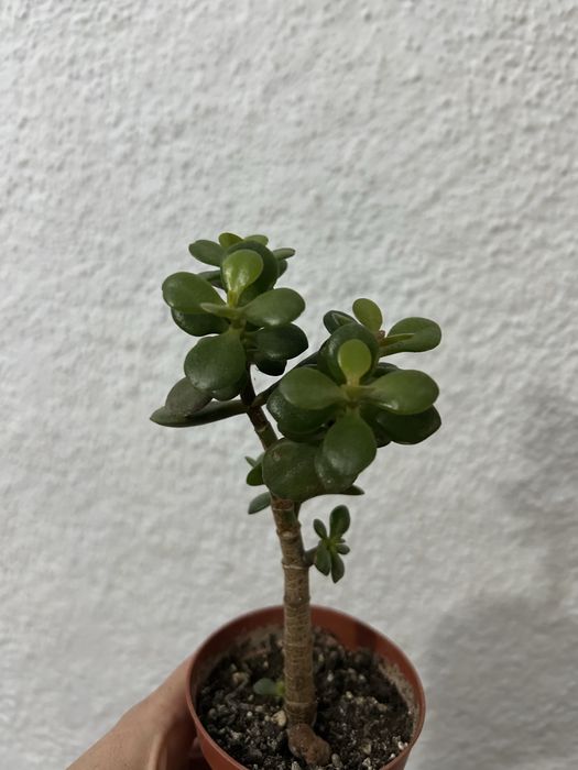 Красула міні та епіфілум