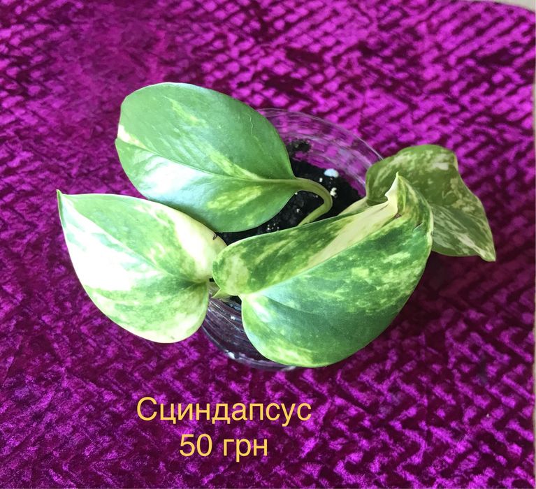 Кімнатні рослини