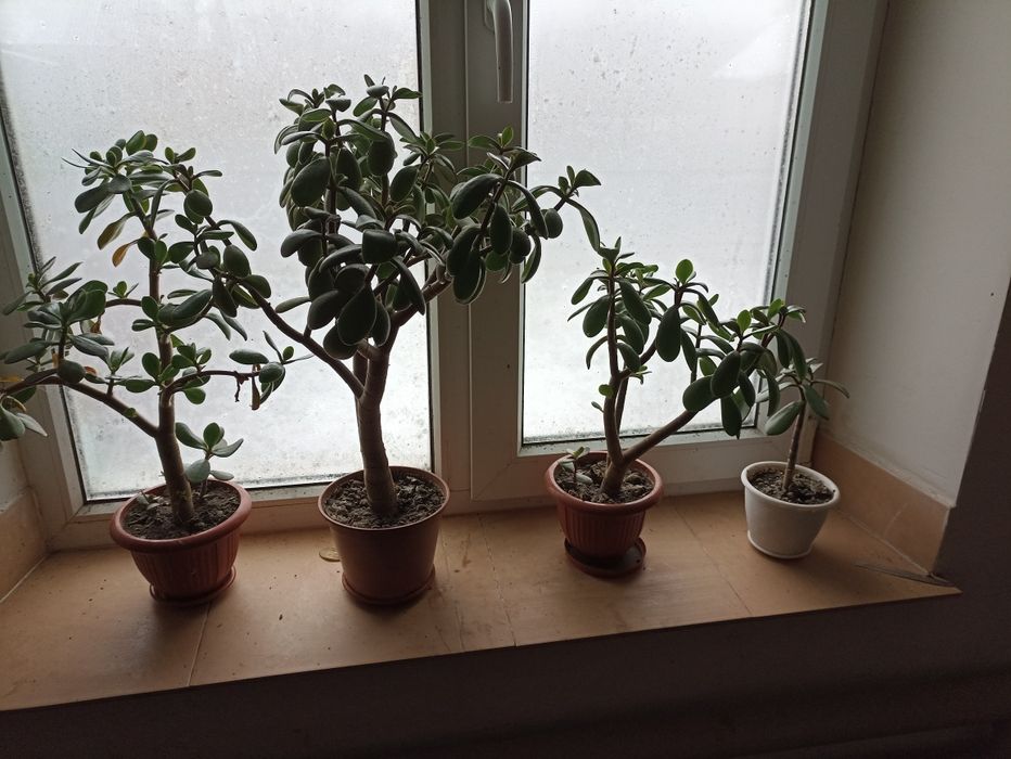 Продам вазон Грошове дерево