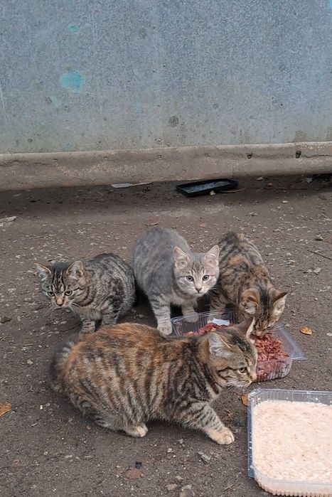 Кошенята шукають дім