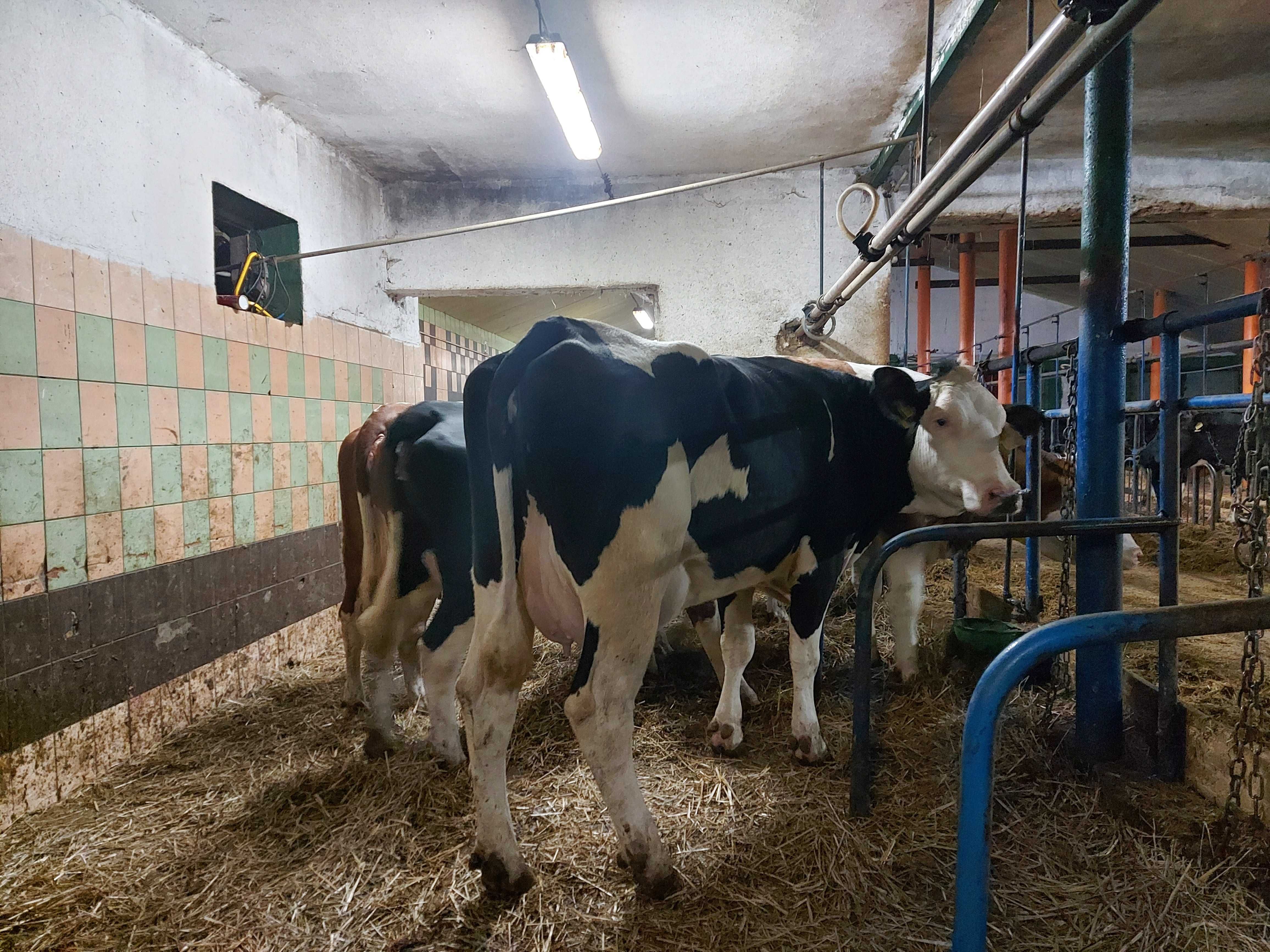 Krowy mleczne hf simental mleczny