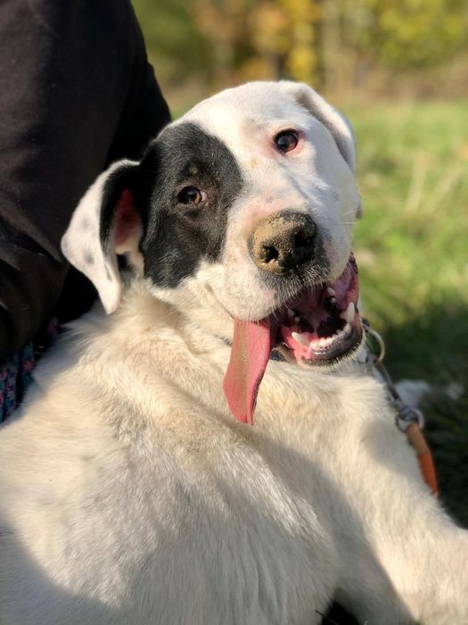 Młody pies szuka kochającego domu