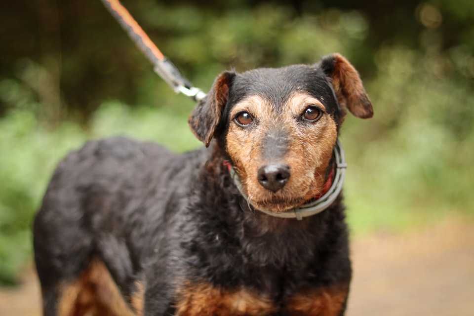Sunia terier niemiecki do adopcji
