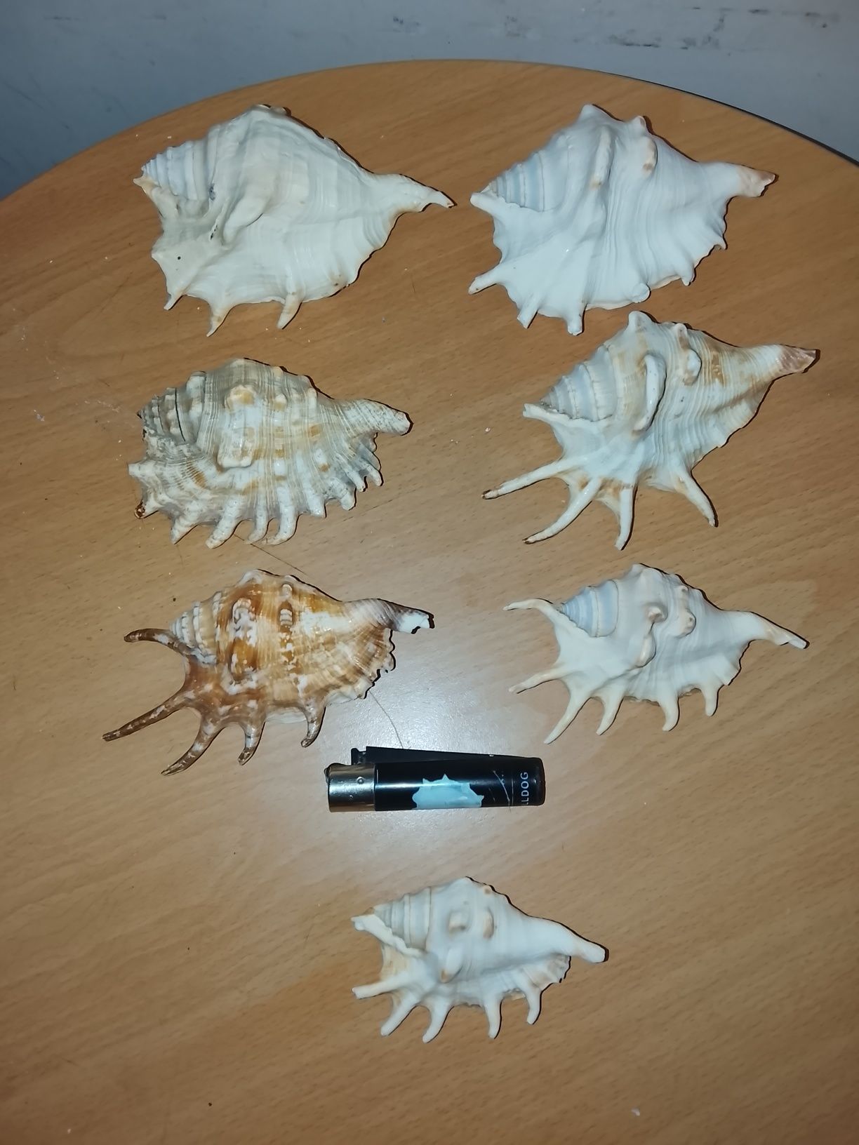Морские ракушки.